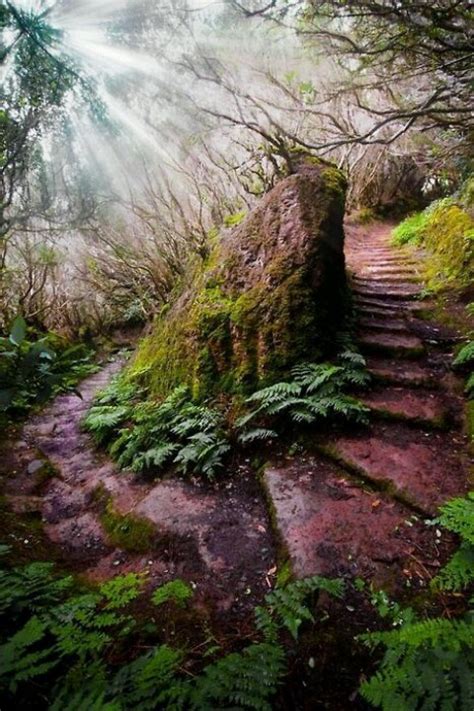 Magical Forest Path Portugal Mundus Naturae Pinterest