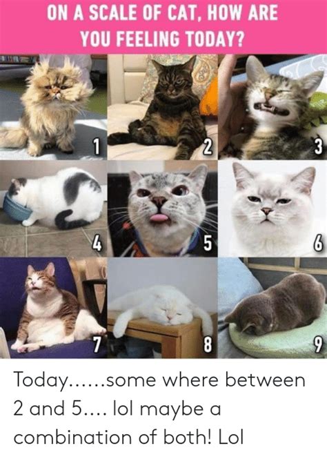Cat Mood Board How Are You Feeling Feelings Feels Meme