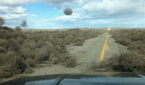 Attack Of The Tumbleweeds The Kid Should See This