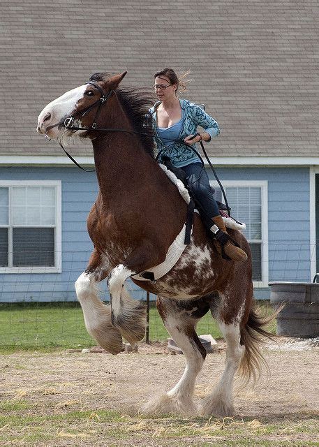 Riding A Clydesdale Is Amazing Staying On One While He Rears Is Talent
