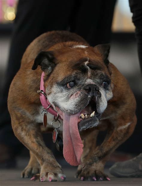 Zsa Zsa The English Bulldog Wins Worlds Ugliest Dog Title The