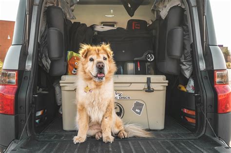 A Guide To Traveling With Your Dog