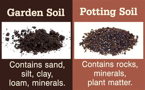 The answer could be in your soil. Garden Soil Vs. Potting Soil - Gardenerdy