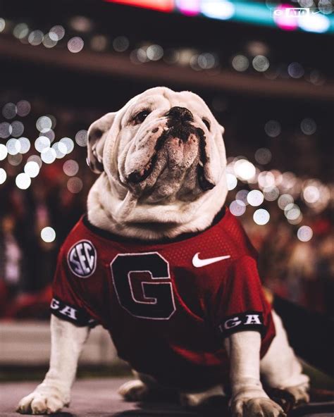 Georgia Football On Instagram One Proud Pupper⠀ Atd Georgiafootball