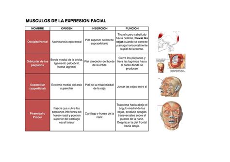 músculos faciales salvador lozano udocz