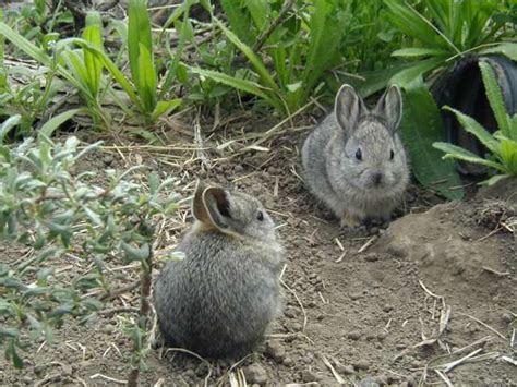 Pygmy Rabbits From Idaho Cute Wild Animals Animals Wildlife