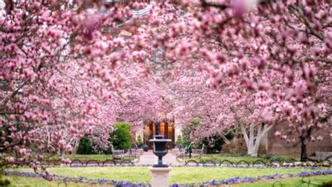 2020 Cherry Blossom Watch Washington Dc