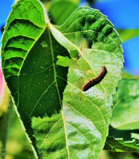 Little Worm On Sunflower Leaf Free Stock Photo Public Domain Pictures