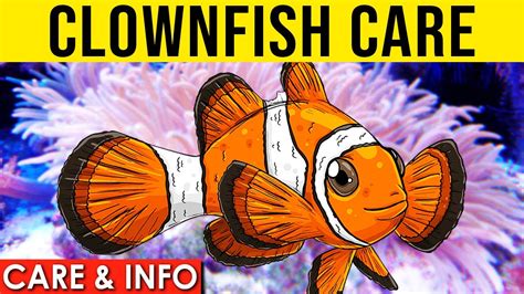 How To Take Care For Clownfish How To Care For A Clownfish Nemo