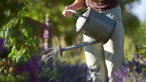 6 Easy Ways To Save Water In The Garden Be Inspired