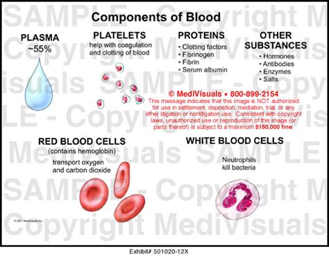 Components Of Blood Medical Illustration Medivisuals