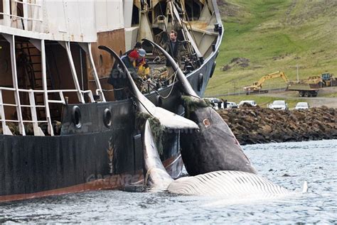 Icelands Rogue Whale Killer Is Up To No Good—again Greenpeace Usa