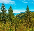 Oregon Pine Tree Identification - Find Out About Types Of Pine Trees ...