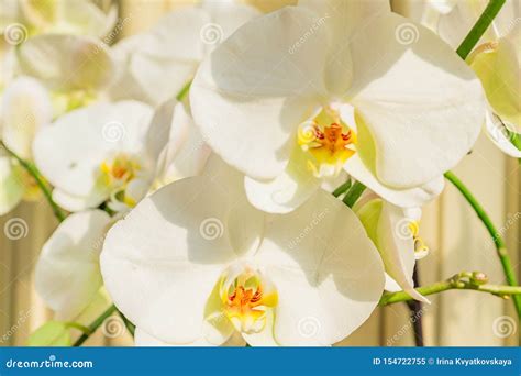 Giant White Phalaenopsis Orchid Flower Blooming Tropical Plant At Home