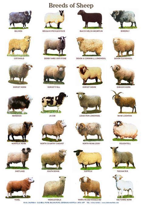 A4 Laminated Posters Breeds Of Cattle Sheep Or Pigs Ράτσες ζωων