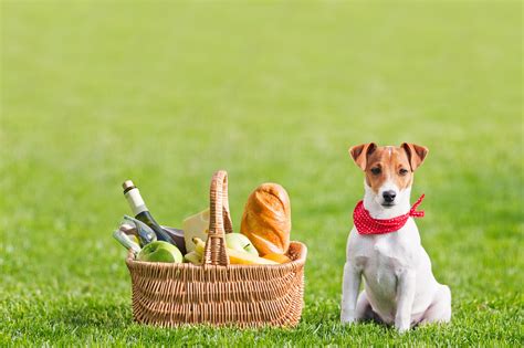 Picnic Time Fun Activities For The Dog Days Of Summer Popsugar Pets