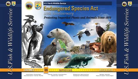 Endangered Species Act 1973 Usa Law To Protect Animals At Risk