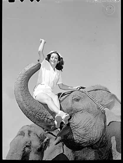 Woman Sitting In Elephant S Trunk At Beatty Bros Circus Photo