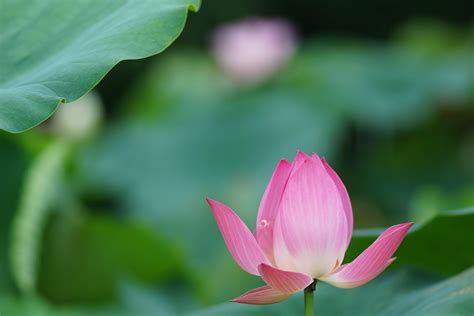 Lotus Flower Wallpapers Pictures Images
