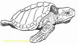 Realistic Turtle Sea Drawing Coloring Getdrawings Pages Ocean sketch template