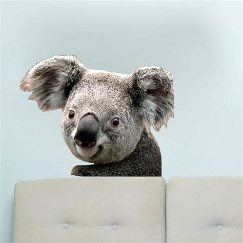 Koala Bear Decal Mural Animal Decals Primedecals