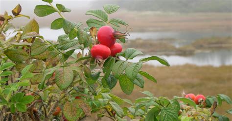 Vermont Garden Journal Fruit Bushes Are Perfect For Small Yards
