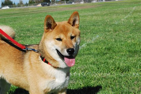What makes shiba inu unique? Popular Dog Breeds by Country - Kurgo Dog Products