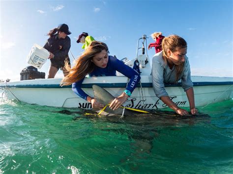 Shark Research Experience In Bimini Bahamas Great Hammerheads