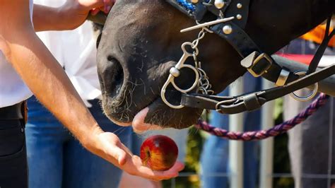 Can Horses Eat Apples Including Cores And Seeds Ahf