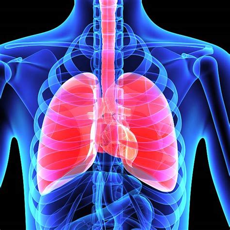Royalty Free Human Lung Pictures Images And Stock Photos Istock