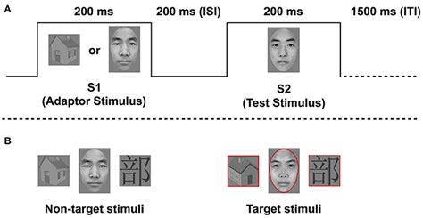 Frontiers Sex Differences In Categorical Adaptation For Faces And Chinese Characters During