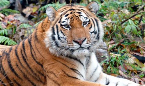 Protecting Amur Tigers In The Russian Far East Pages Wwf