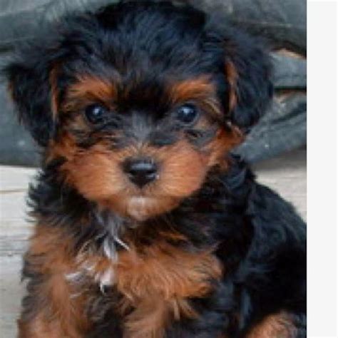 Black And Tan Yorkie Poo Pets Lovers