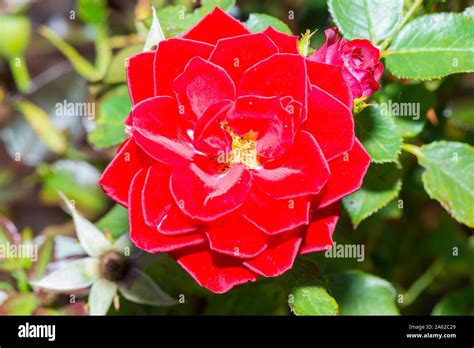 Bright Red Rose Flowering Stock Photo Alamy