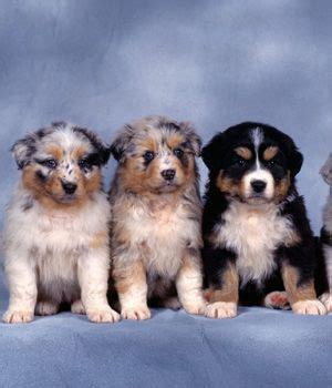 Although the english shepherd has origins stretching back into scotland and northern england, the breed was developed in the united states. english shepherd puppies | English Shepherd puppy ...