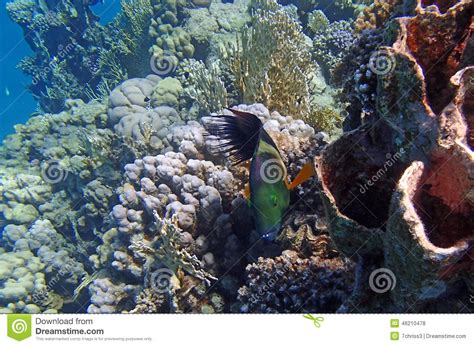 Immergersi Stupefacente Del Mar Rosso Fotografia Stock - Immagine di colore, colorato: 46210478