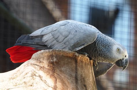 Congo African Grey Parrot Psittacus Erithacus Erithacus 2020 09 20