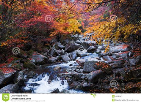 Golden Fall Forest And Stream Stock Image Image Of China Guangwu