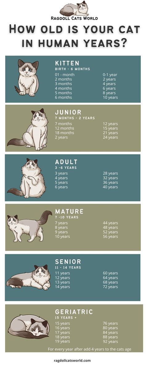 ragdoll weight chart by age