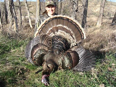 Merriams Wild Turkey Wyoming 2015 Remington Country