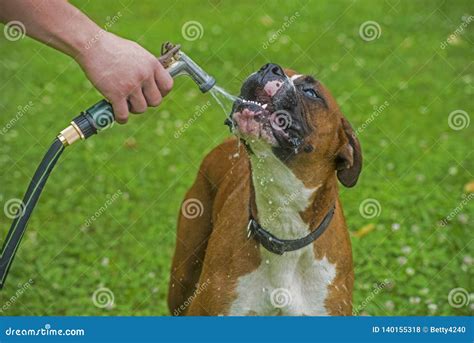 Boxer Dog Drinks Water From A Garden Hose Stock Photo Image Of Adult