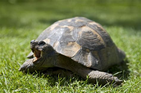 An Introduction To Pet Tortoises