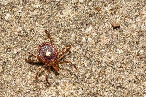 Cdc Study 400000 Americans May Have Meat Allergies From Tick Bites