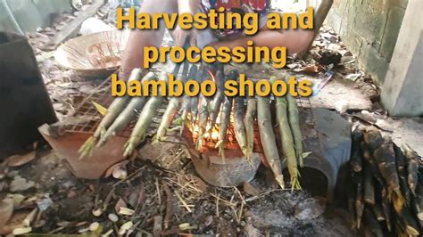 Harvesting And Processing Bamboo Shoots Youtube