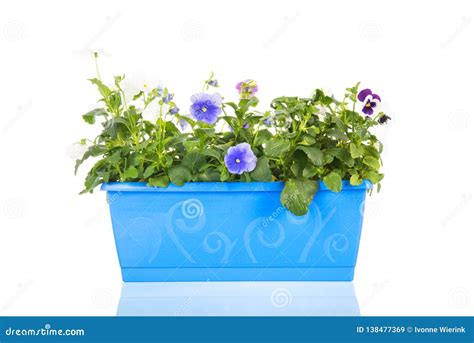 Blue Pot With Pansies Stock Image Image Of Tricolor 138477369