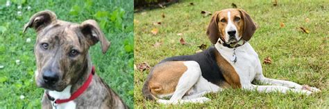 Mountain Cur Vs American English Coonhound Breed Comparison