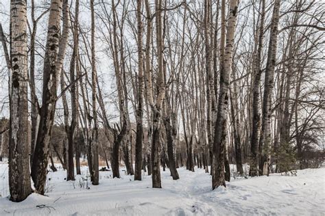 A Group Of Yellow Poplar Trees Without Foliage With A Path In Snow