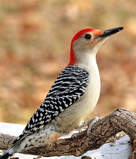 Red Bellied Woodpecker Portrait Free Stock Photo Public Domain Pictures