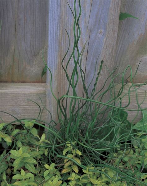 Green Plants Growing Out Of The Ground Next To A Wooden Fence