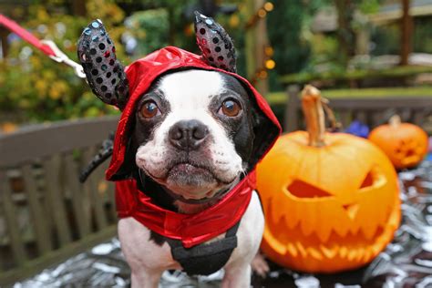 Halloween in London 2018 - Halloween Parties, Events & more - Time Out